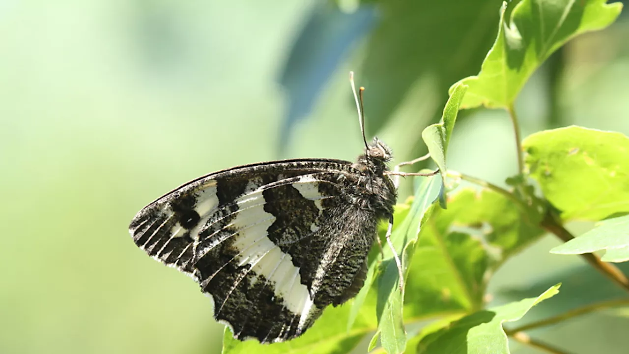 Seltener Schmetterling nach 104 Jahren wieder in Vorarlberg