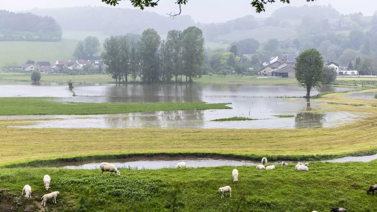 Veel vochtproblemen in Limburgse huizen, bestrijders 'drukker dan ooit'