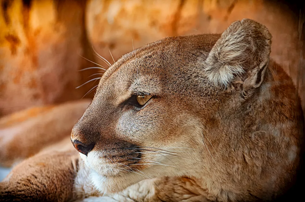 Amid increasing mountain lion sightings, California county turns to Facebook to share info