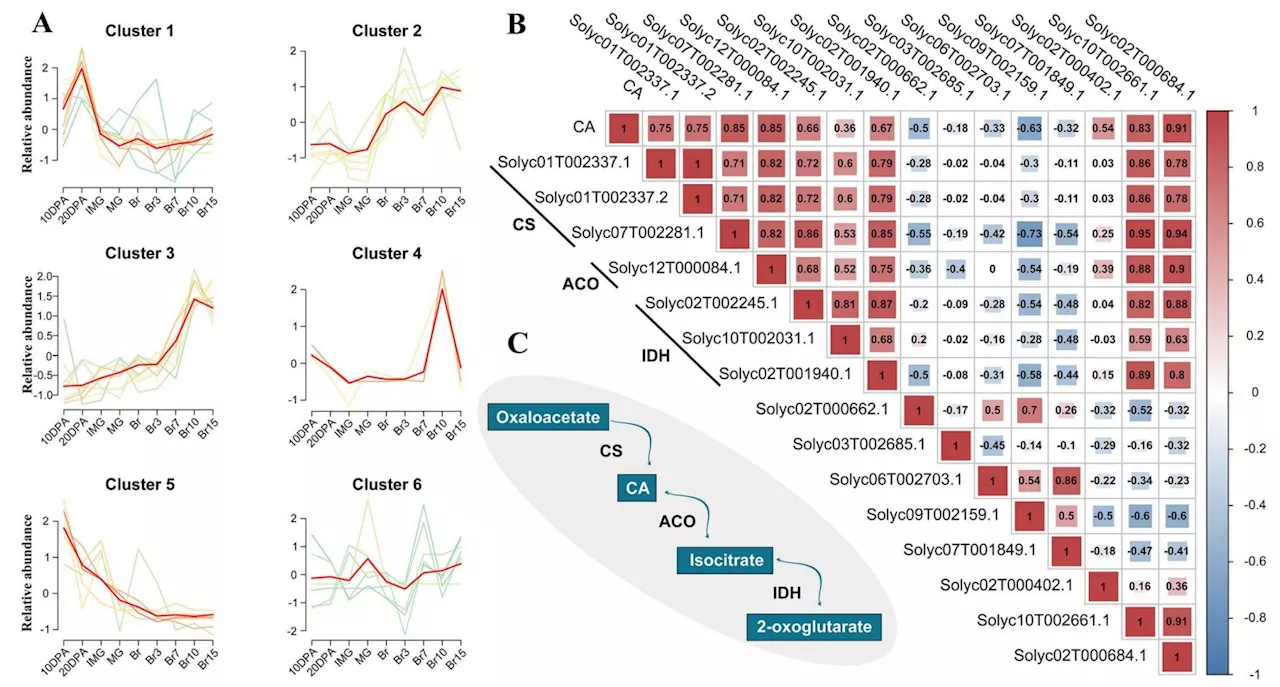 Squeezing more flavor: Genetic study optimizes citric acid in tomatoes