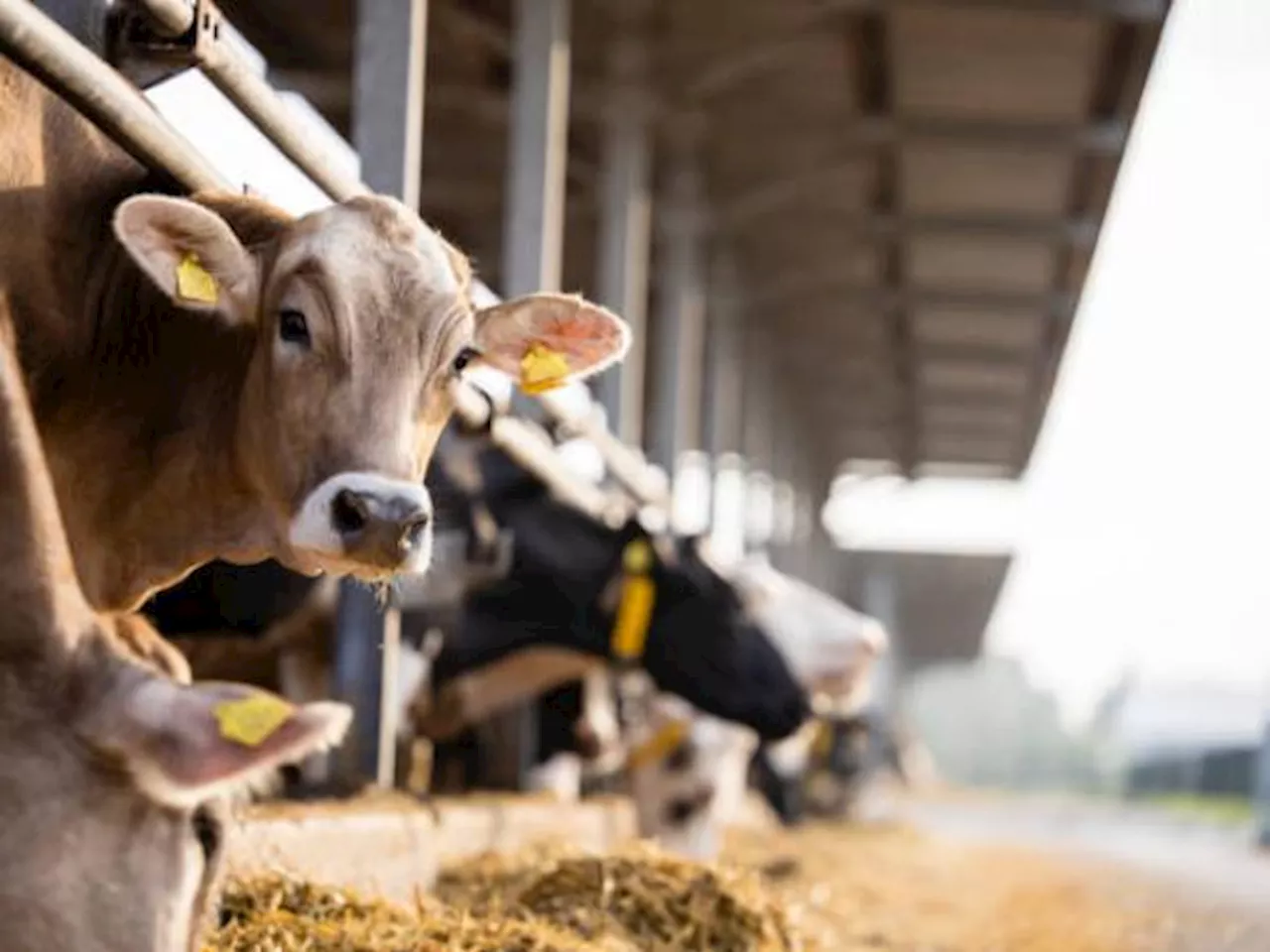 Nueva Zelanda contempla eliminar impuesto a los gases de las vacas: así lo haría