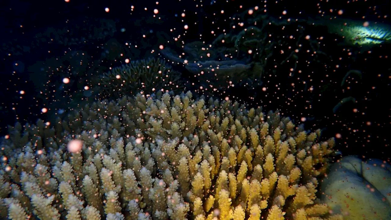 Filipino scientist ushers in new era of coral restoration in the Philippines