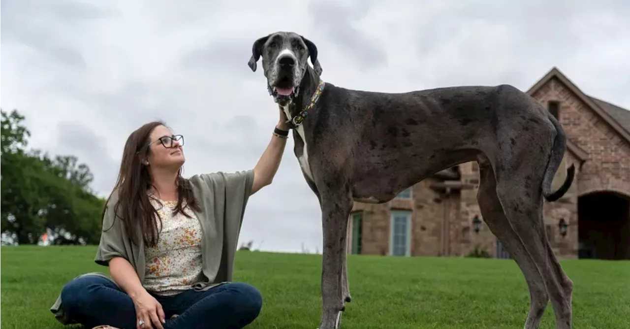 Cão mais alto do mundo morre apenas seis dias após receber título do livro dos recordes mundiais