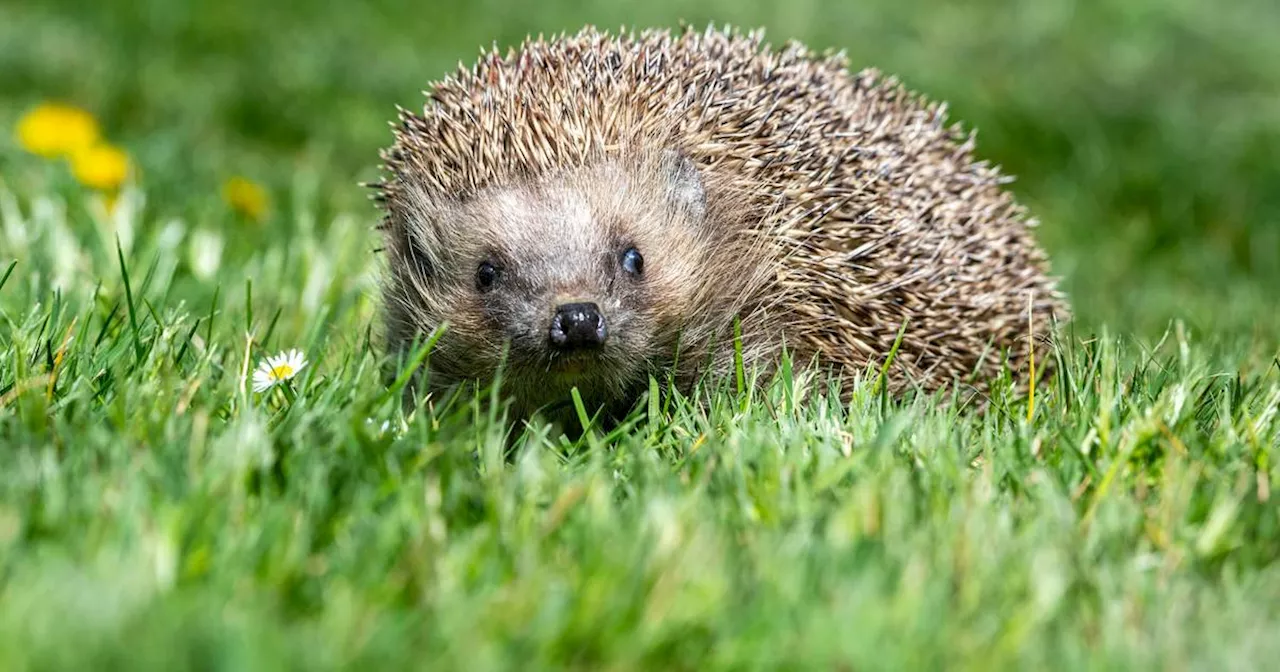 Feuchtes Wetter, zu viele Schnecken, profitieren davon die Igel?