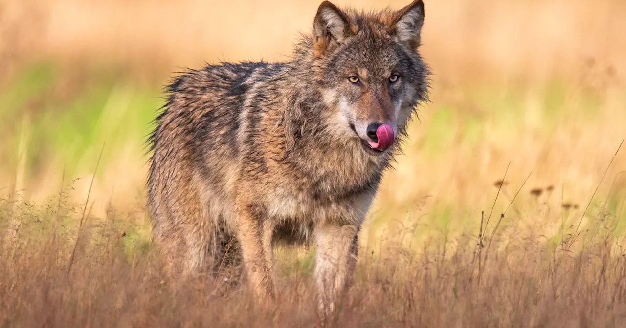 Drenthe volgt Duits plan voor afschieten niet; wolf blijft buiten schot