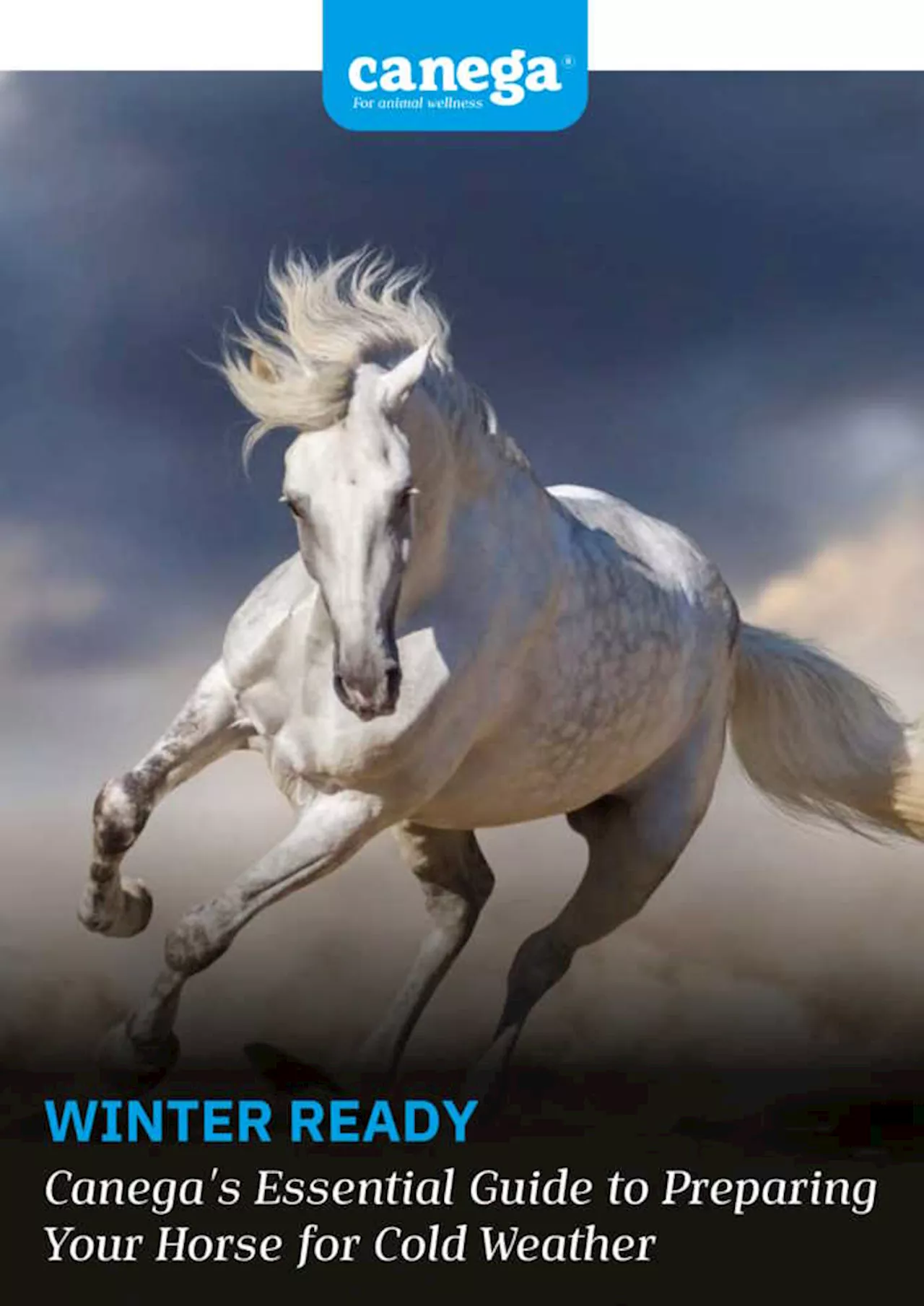 Winter Horse Care Handbook: Canega EquiPlus Releases Comprehensive Guide for South African Horse Owners