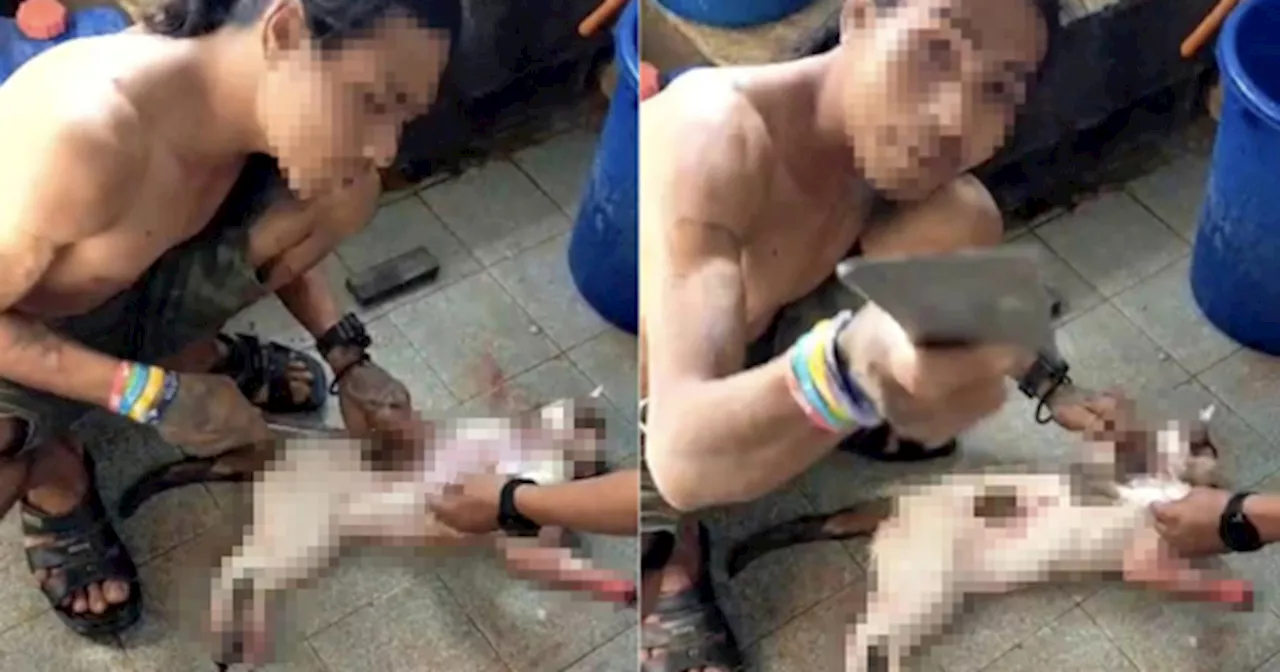 RM3,000 Reward For Anyone Who Can Identify A Man Who Sliced Open A Cat In Klang