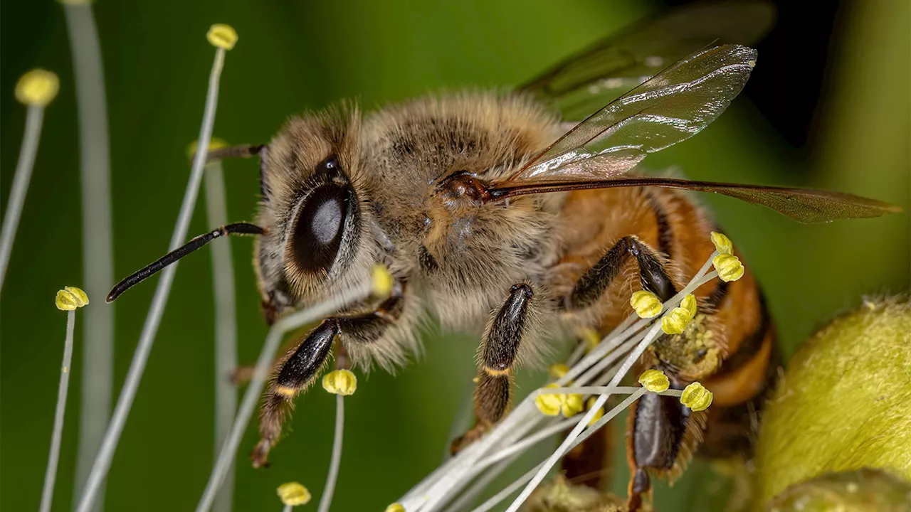 Honeybees can 'smell' lung cancer