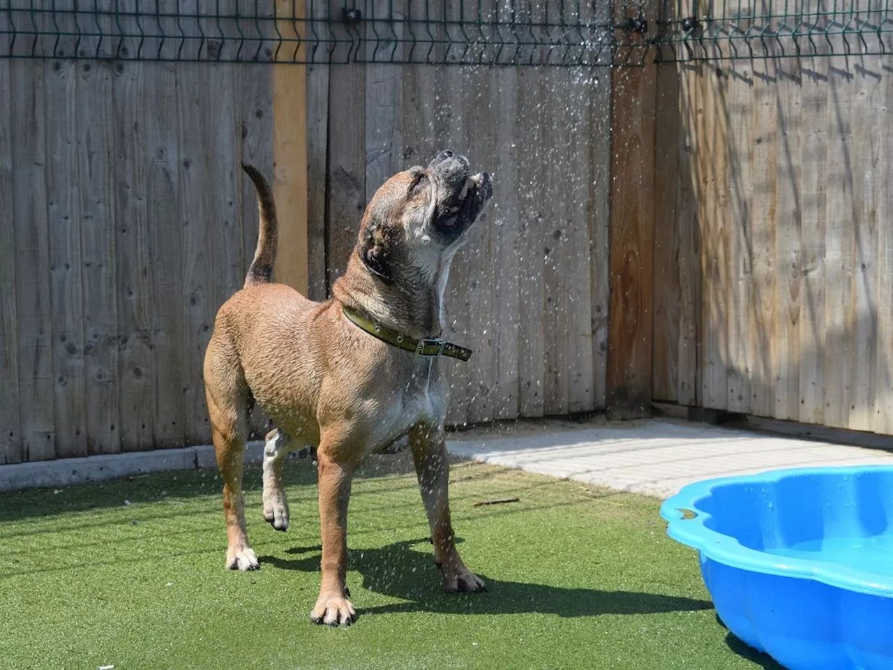 Dogs Trust issues advice to Shropshire pet owners amid hot weather