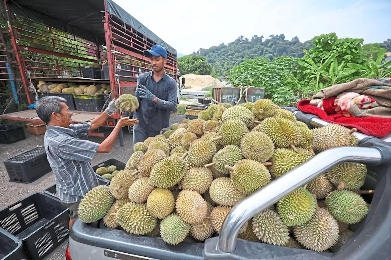 Speedy process key to success of fresh durian exports