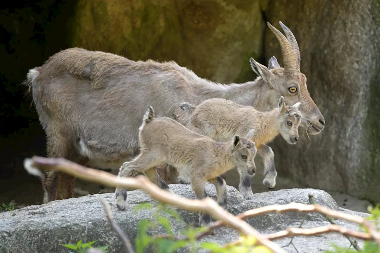 München: Welche Tierbabys es gerade im Tierpark Hellabrunn zu sehen gibt