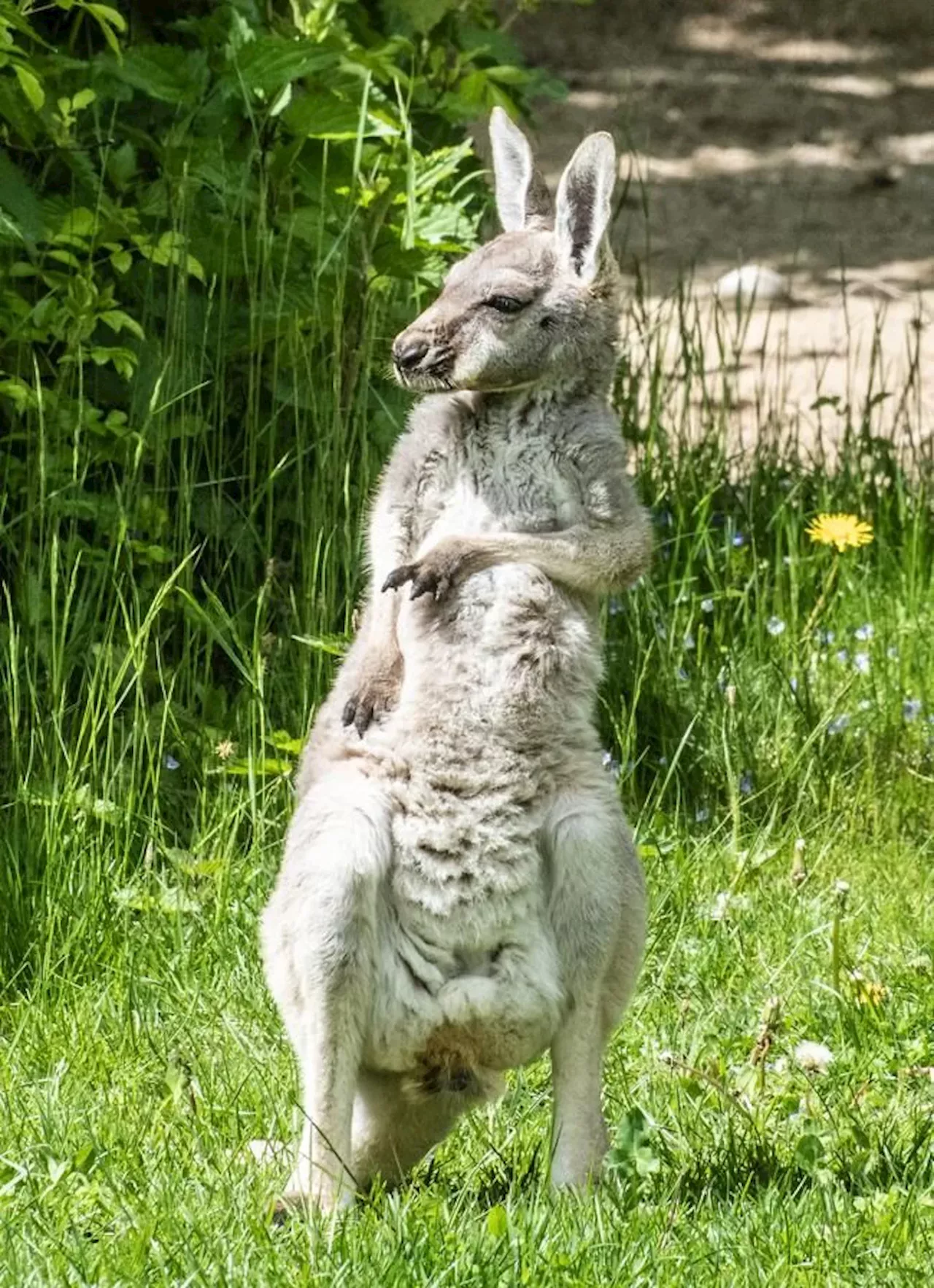 Tierpark Hellabrunn in München: Das sind die Tierbabys 2024