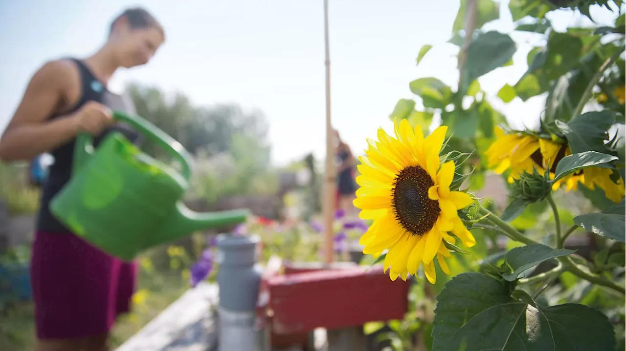 Hilfe für Gartenverein auf Tempelhofer Feld: TU-Studierende entwickeln Bewässerung für Hochbeete