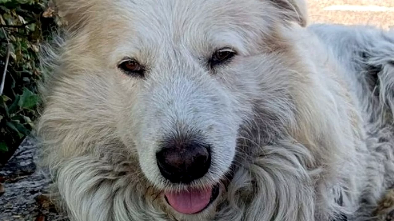 Il cane Giorgio ucciso a coltellate da due fratelli: la carcassa gettata in un torrente