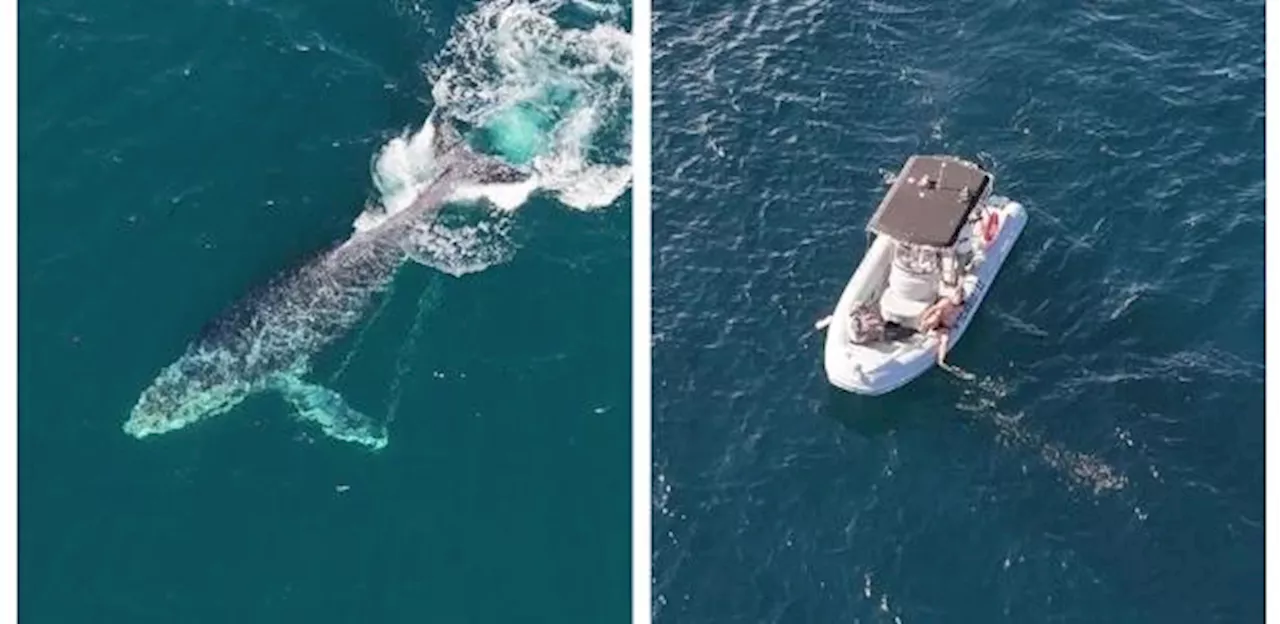 Baleia jubarte se 'enrosca' e puxa barco de pescador no RJ; veja