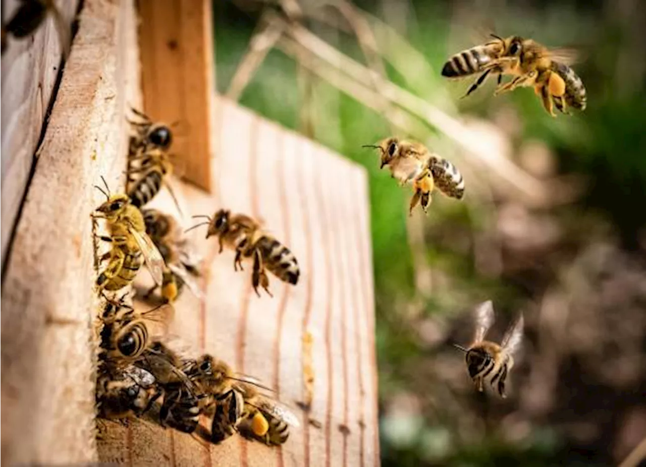 Grave, hombre que sufrió más de 350 picaduras de abejas en Castaños, Coahuila