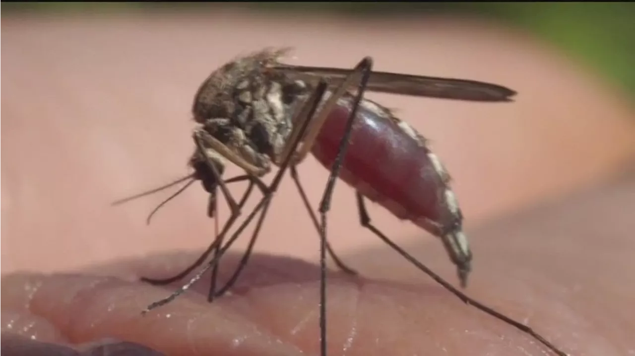 Colorado has its first confirmed West Nile virus case of 2024