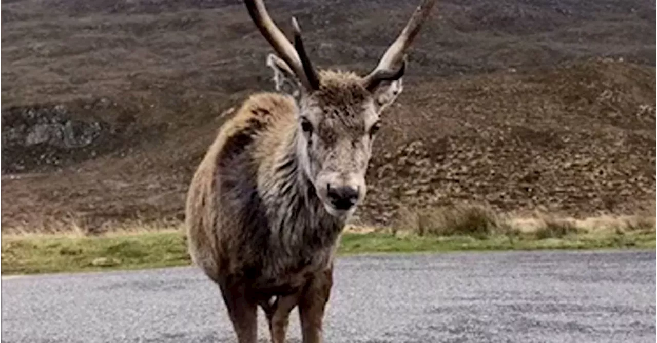 Famous Scottish stag put down because tourists fed it junk food