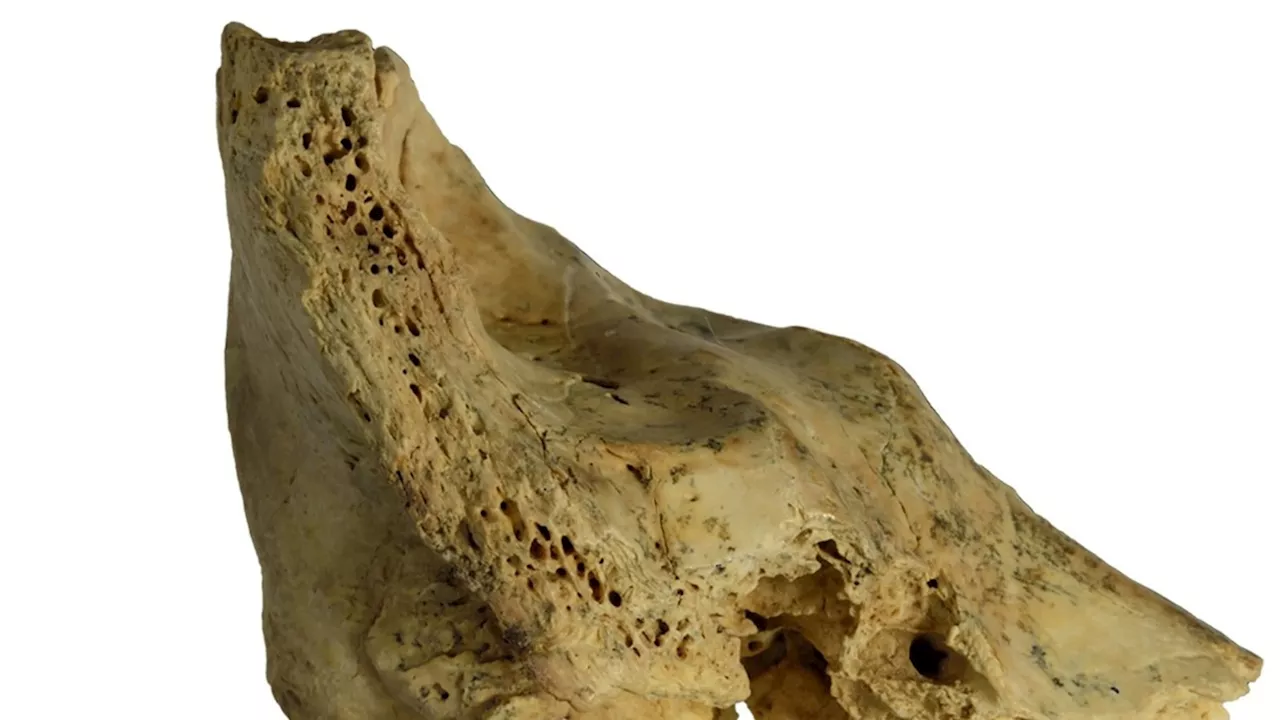 Fossilized skull of Neanderthal child with Down syndrome reveals communal caregiving among species