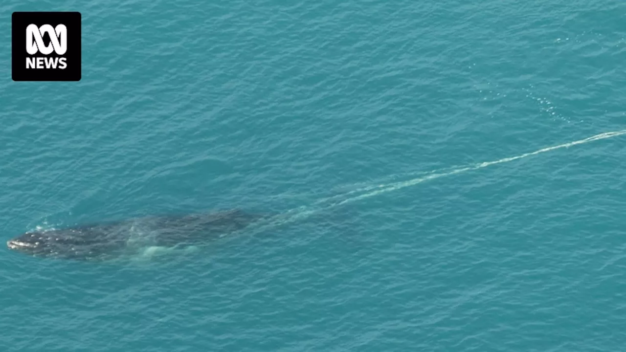 Rescuers search for humpback whale tangled in ropes, buoys off Gippsland coast