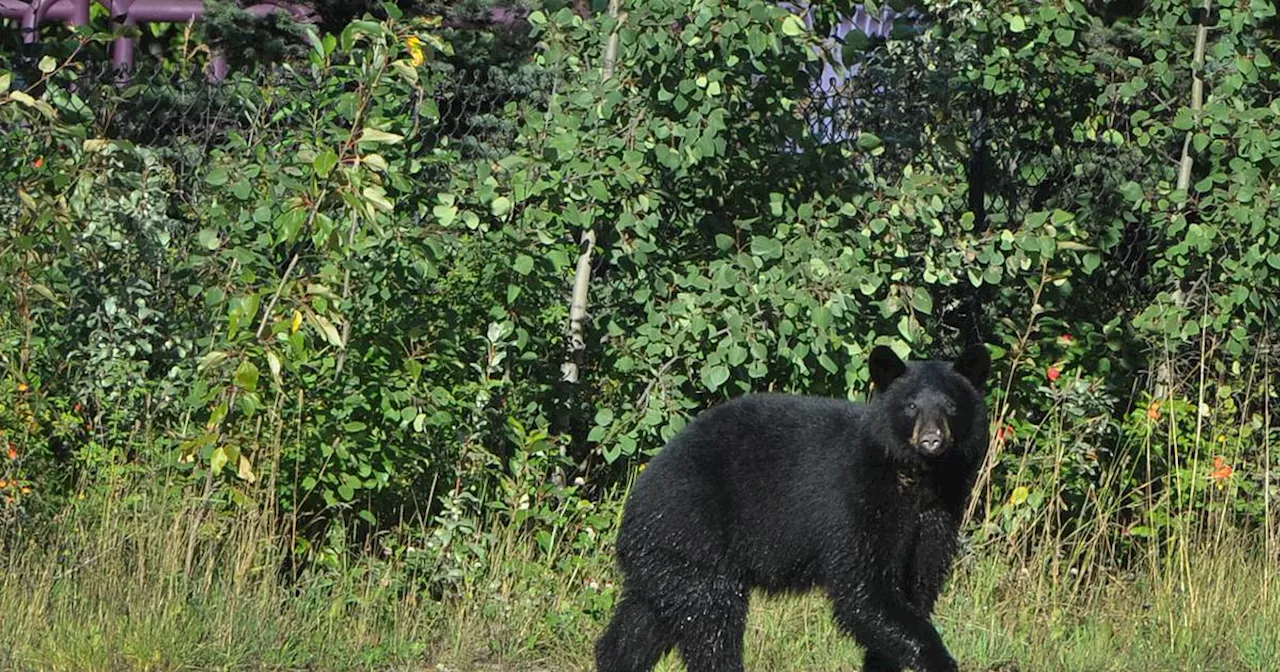 Black bear killed trying to get into tent near Portage campgrounds