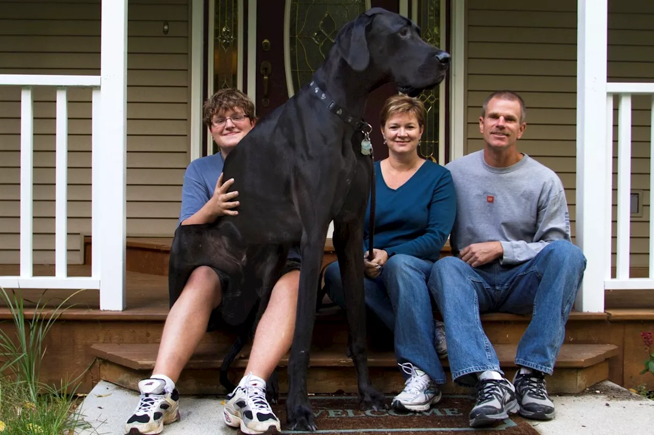 Världens längsta hund död