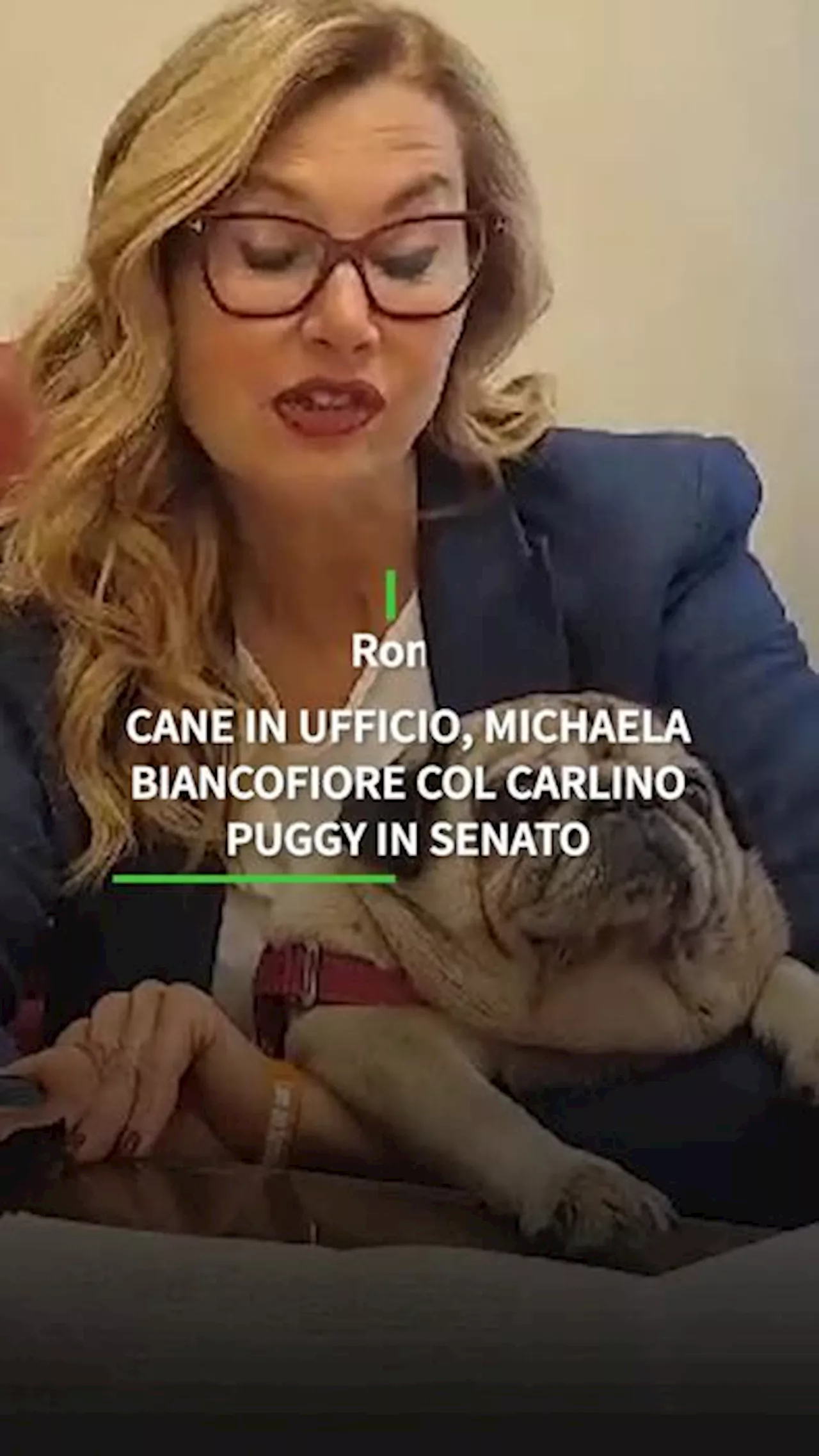 Giornata del cane in ufficio, Biancofiore con il carlino Puggy in Senato