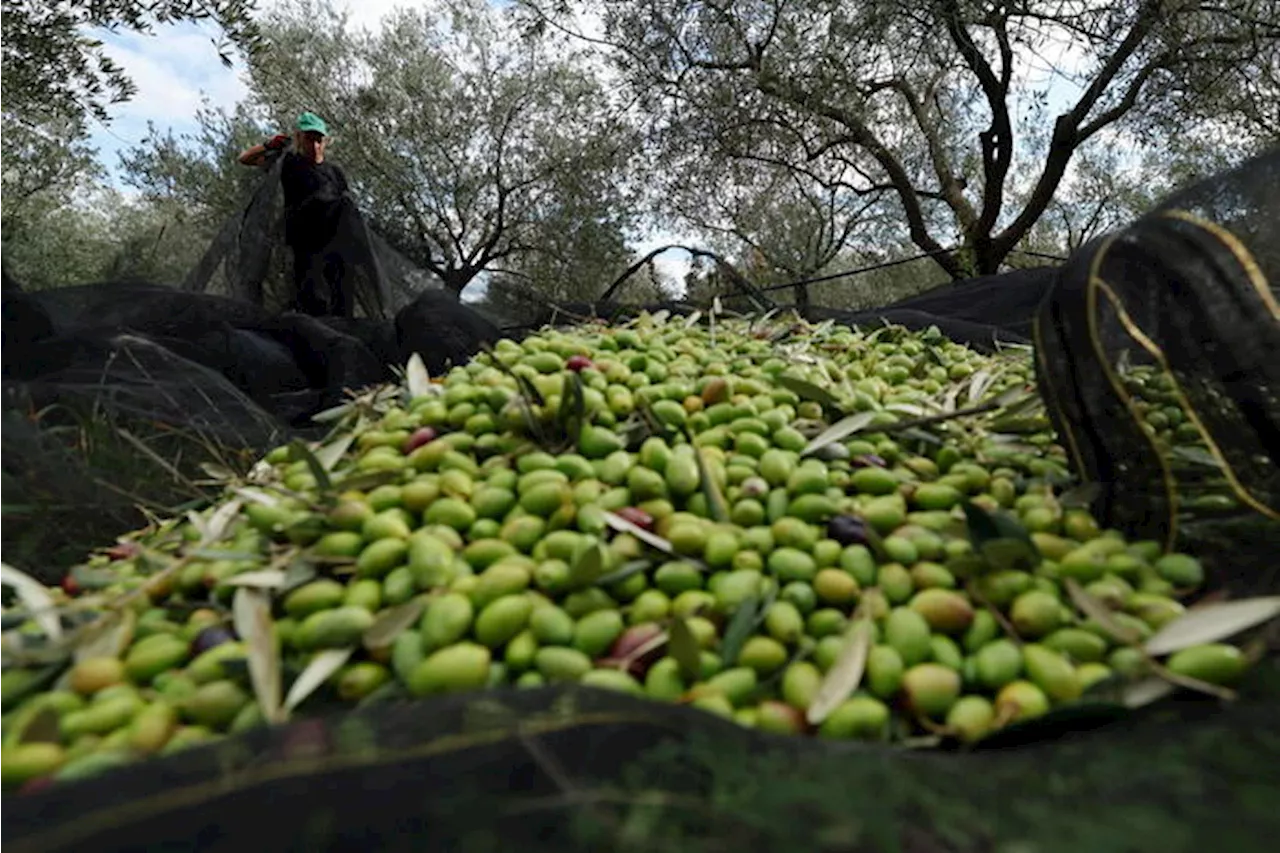 L'export di olive e olio traina il commercio agroalimentare Ue