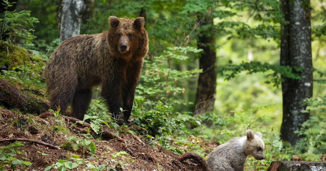 Gli orsi aumentano in Trentino. E Fugatti propone di dotare tutti i cittadini di spray da difesa