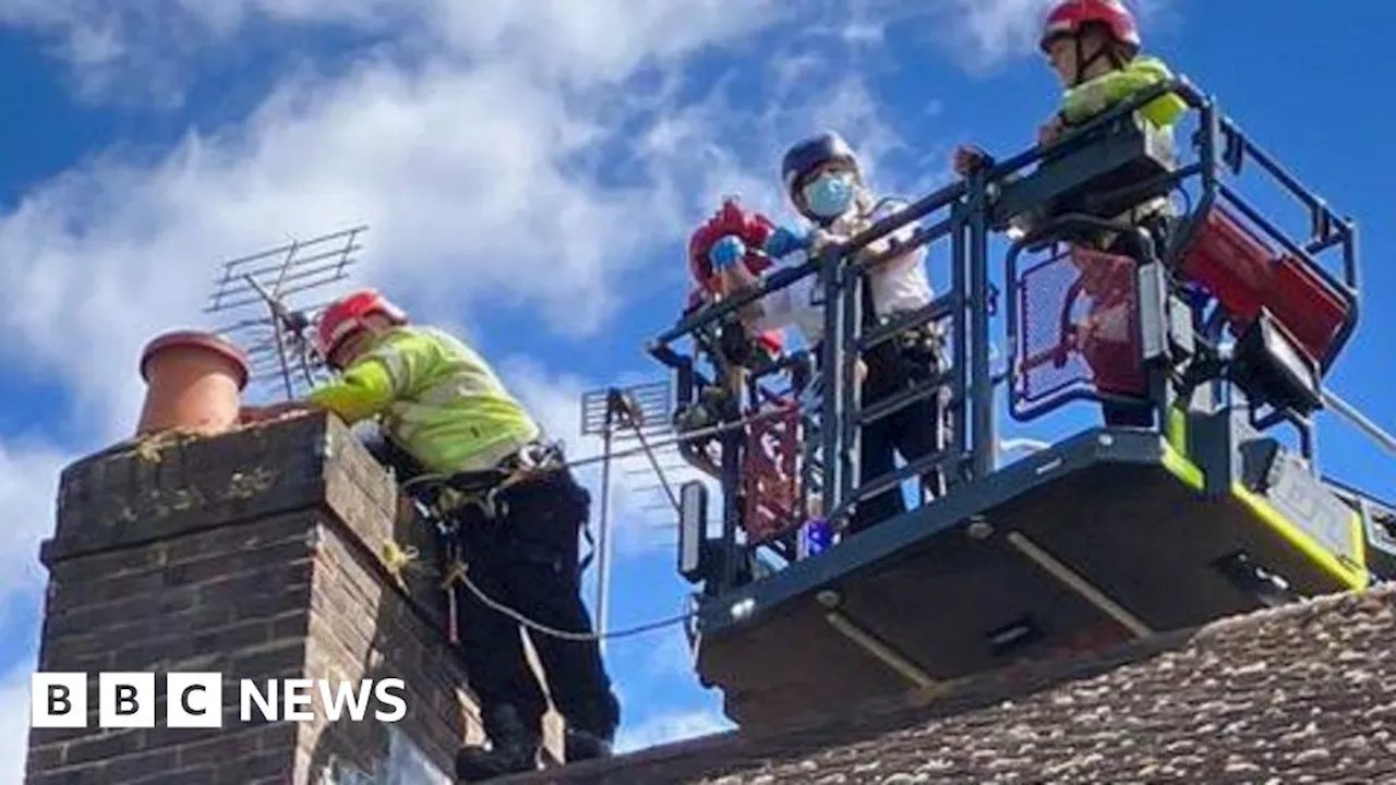 Surrey: Ducklings rescued from chimney by RSPCA and fire service