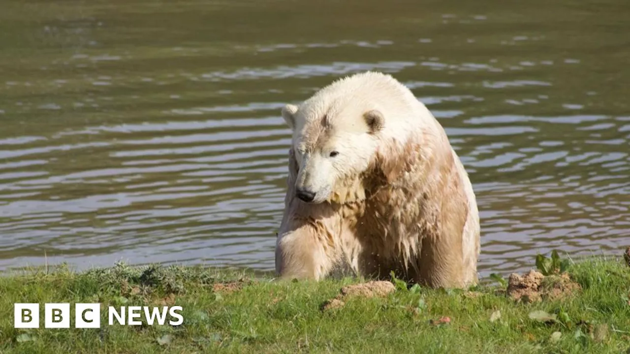 Could Ipswich wildlife park become a polar bear refuge?