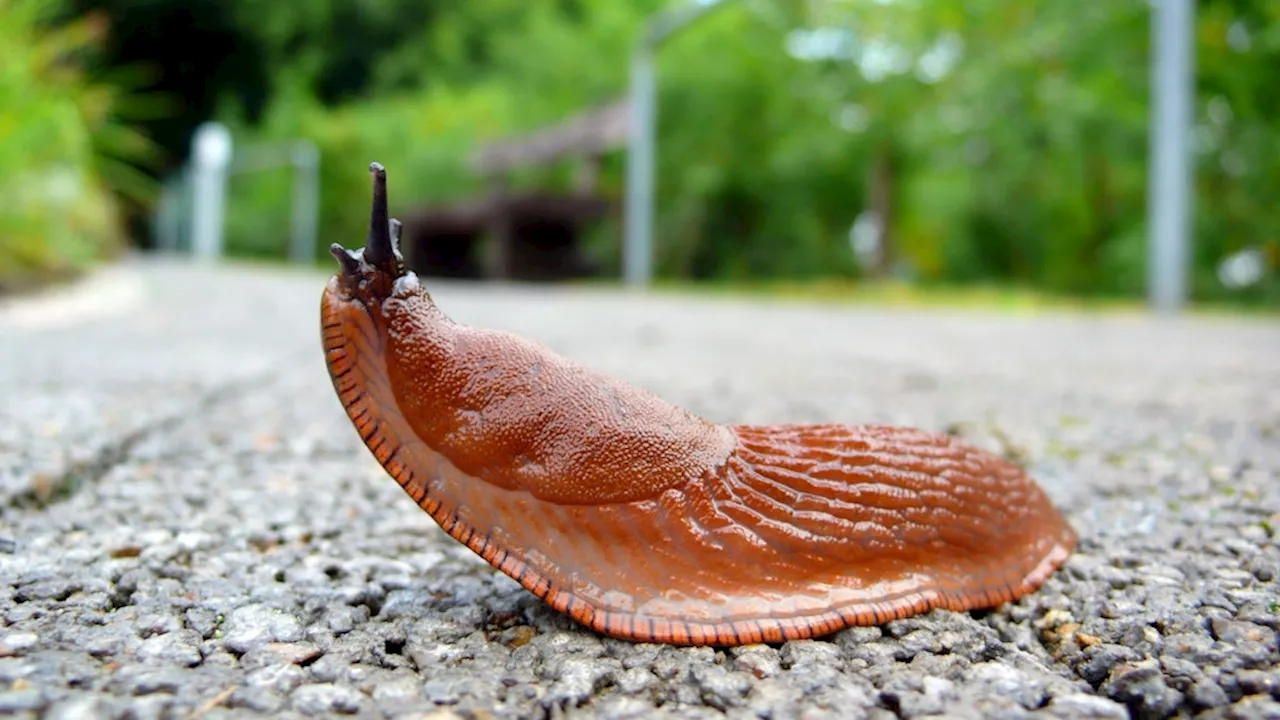 Ratgeber: Nacktschnecken – Experten-Tipps gegen Plage im Garten