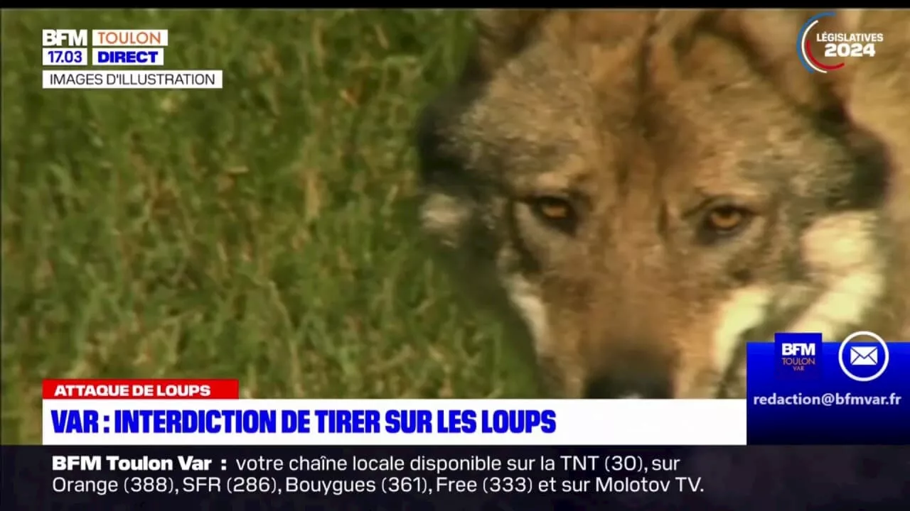 Var: un arrêté autorisant les éleveurs à tirer sur les loups a été annulé