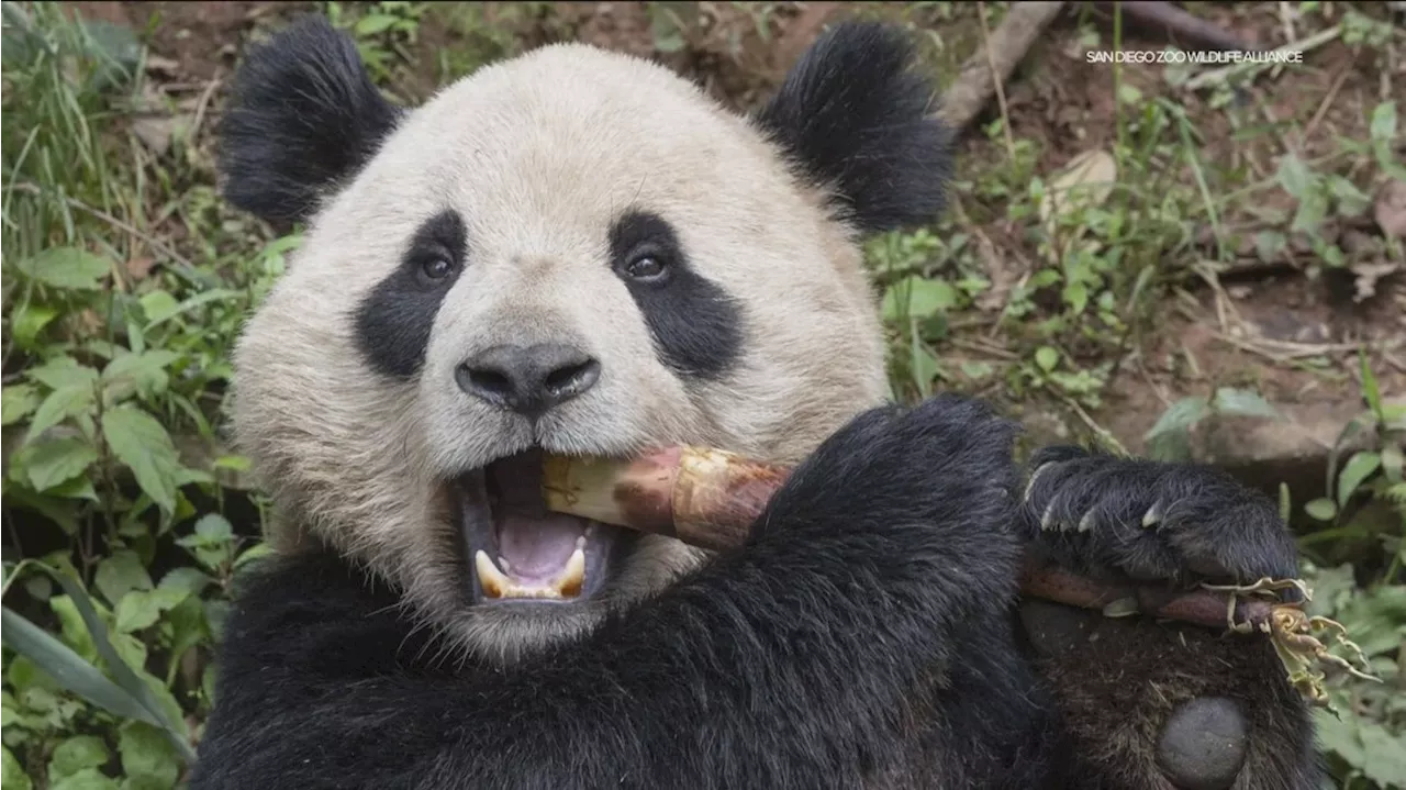 Mayor Todd Gloria heads to China ahead of San Diego panda arrival