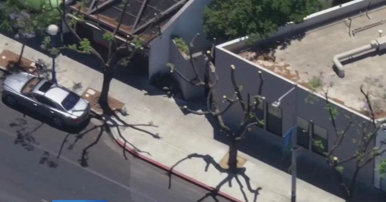 City of West Hollywood files vandalism report for illegally trimmed trees