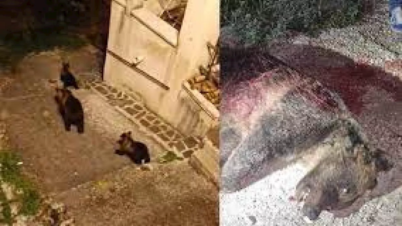 Chiuse le indagini sulla morte dell’orsa Amarena: «Uccisa con crudeltà»