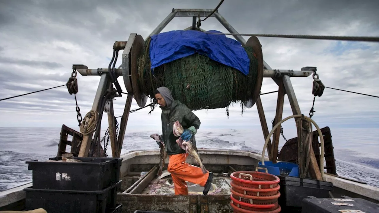 Federal government ends northern cod moratorium in Newfoundland after 32 years