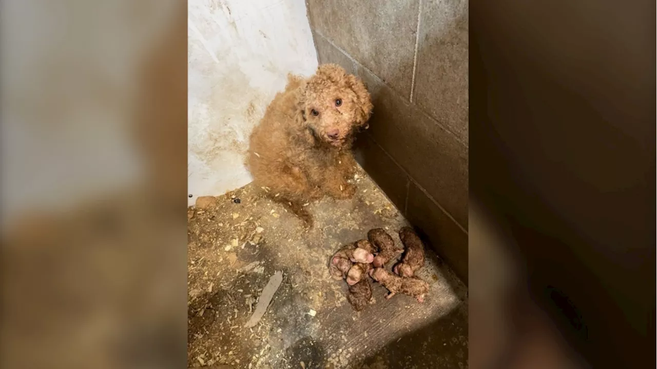 Puppy mills now illegal in Ontario, but advocates say little will change for dogs