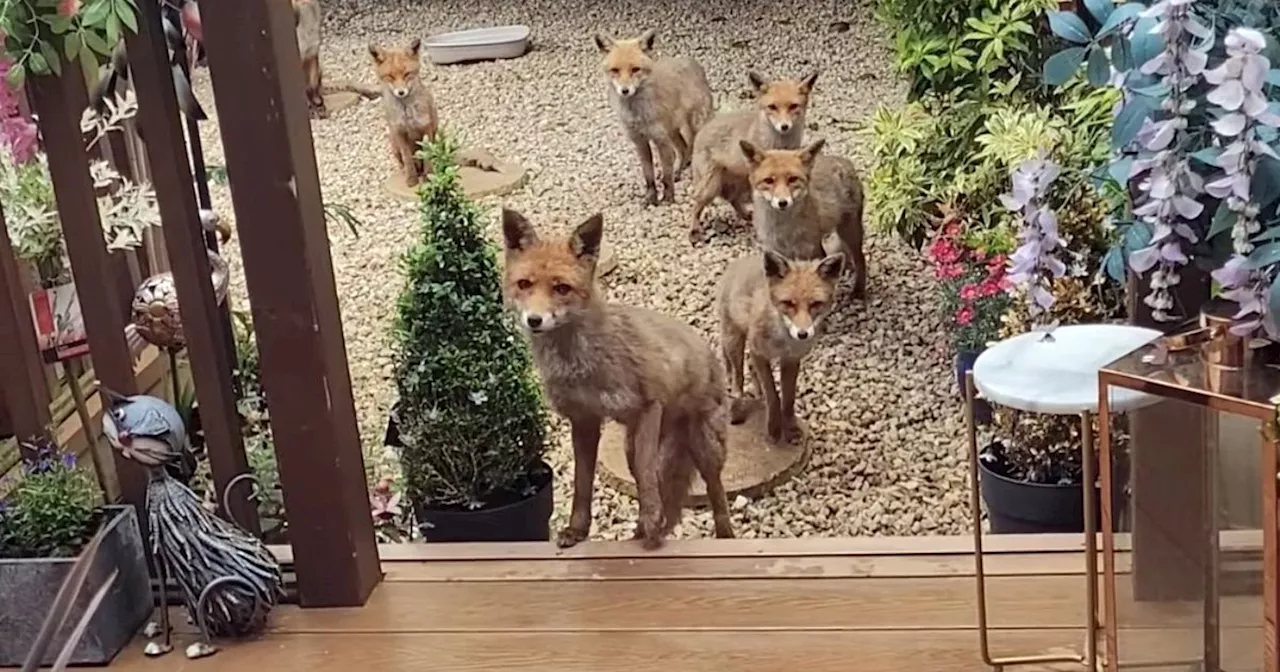 Scots woman feeds foxes sausage rolls for 25 years and is now on 4th generation