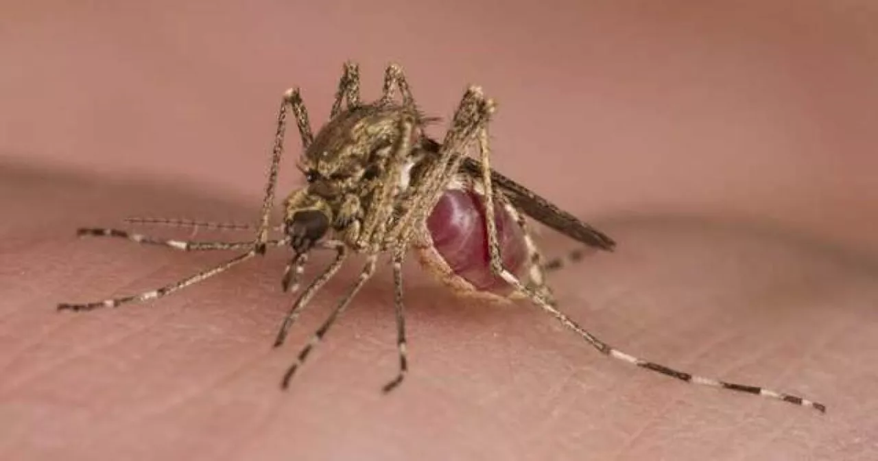 Colorado’s first human case of West Nile virus in 2024 detected in Arapahoe County