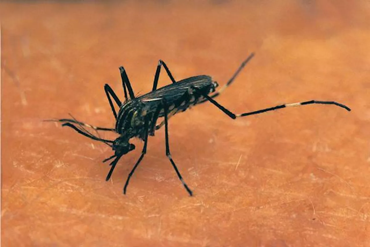 Colorado’s first West Nile virus case of 2024 confirmed in early start to season