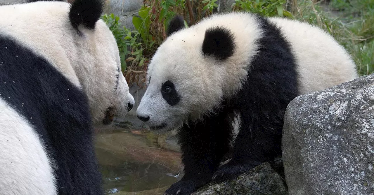 Schönbrunner Pandas kehren nach China zurück – ein neues junges Pärchen kommt dafür