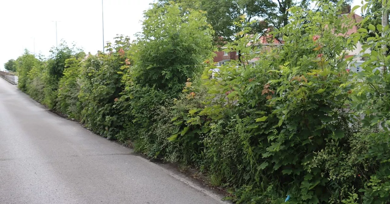 Major road turned into 'eyesore' with '6ft high weeds'