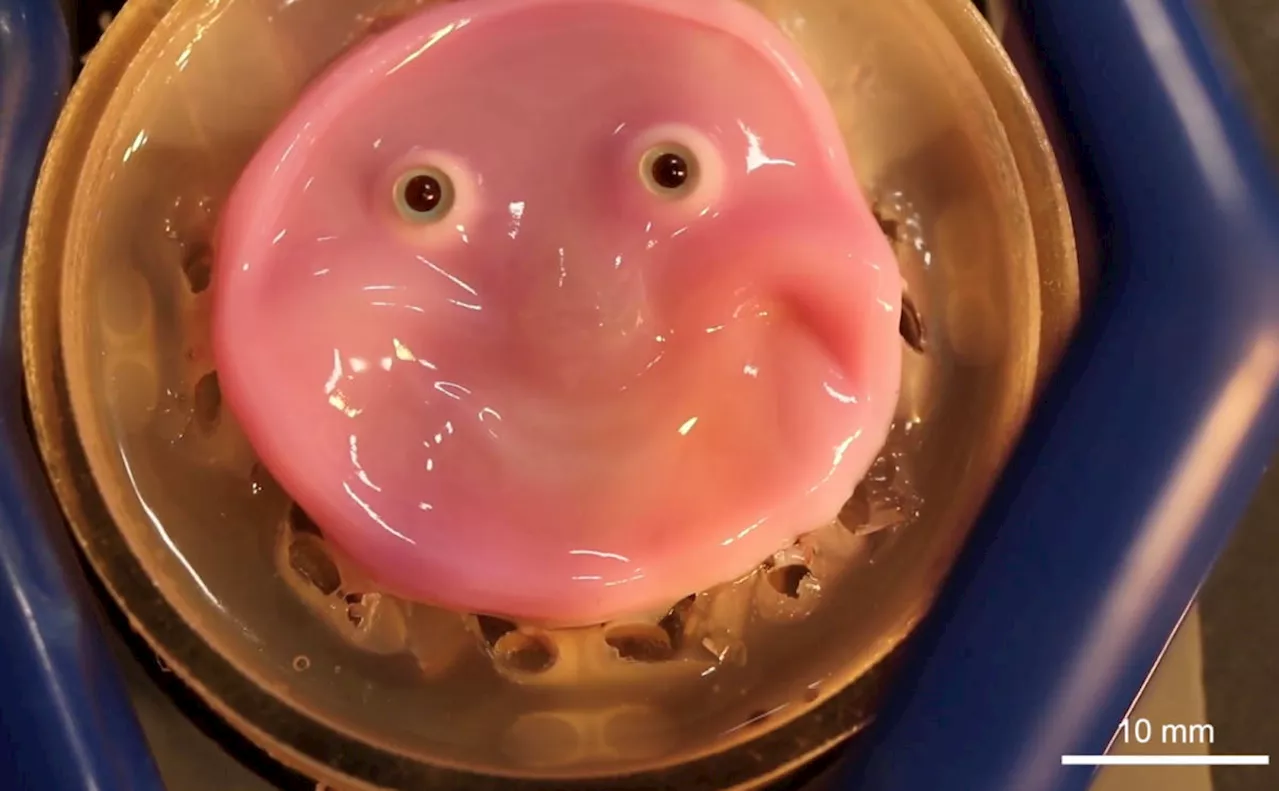 This cute pink blob could lead to realistic robot skin