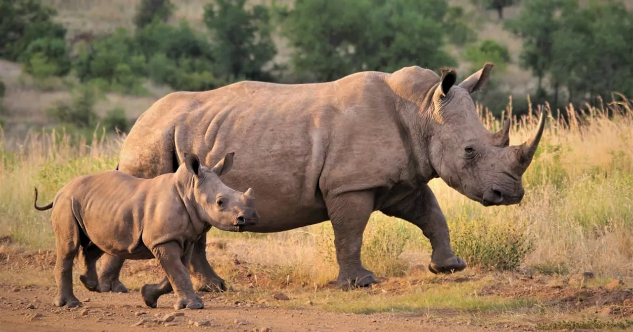 Unique project to save our rhinos: Radioactive material placed in 20 live animals