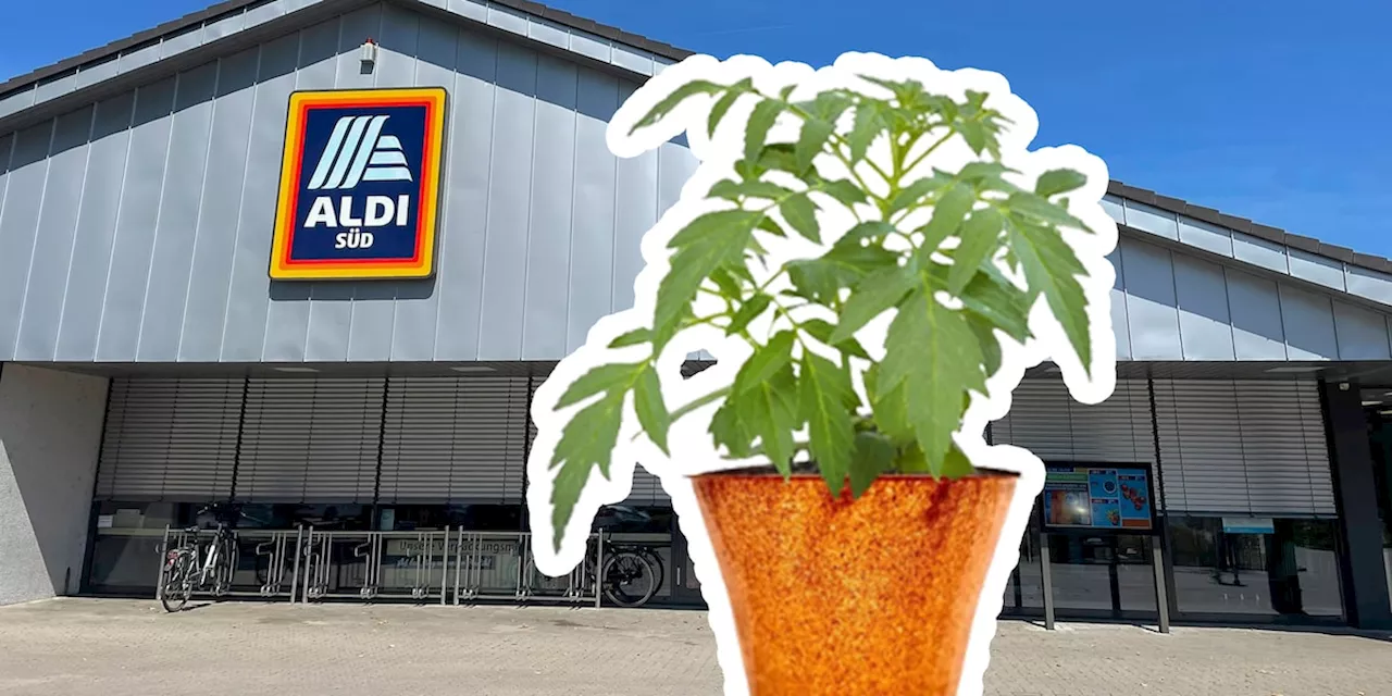 Hanf-Hammer bei Aldi Süd - was Sie über diese Pflanze wissen müssen