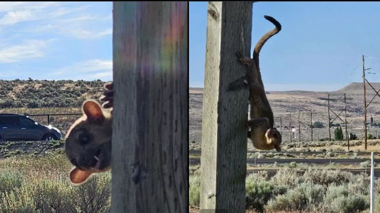 Kinkajou found at Yakima rest stop now safe at Tacoma's Point Defiance Zoo