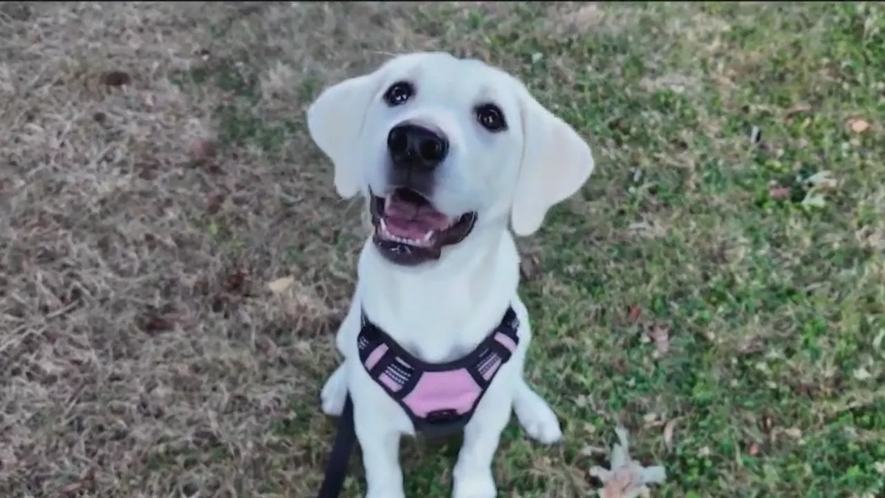 Shocking video captures woman abandoning puppy in broad daylight in New Rochelle