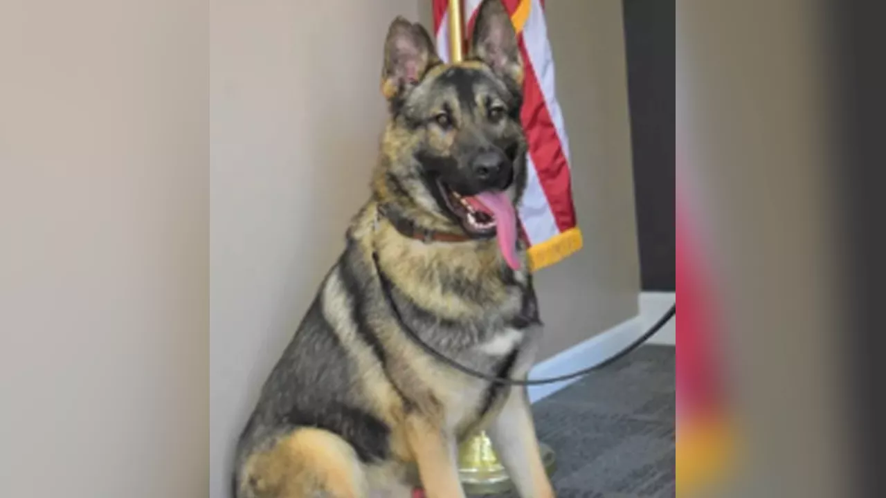 Missouri K-9 officer dies after being left inside hot car overnight: 'Tremendous loss'