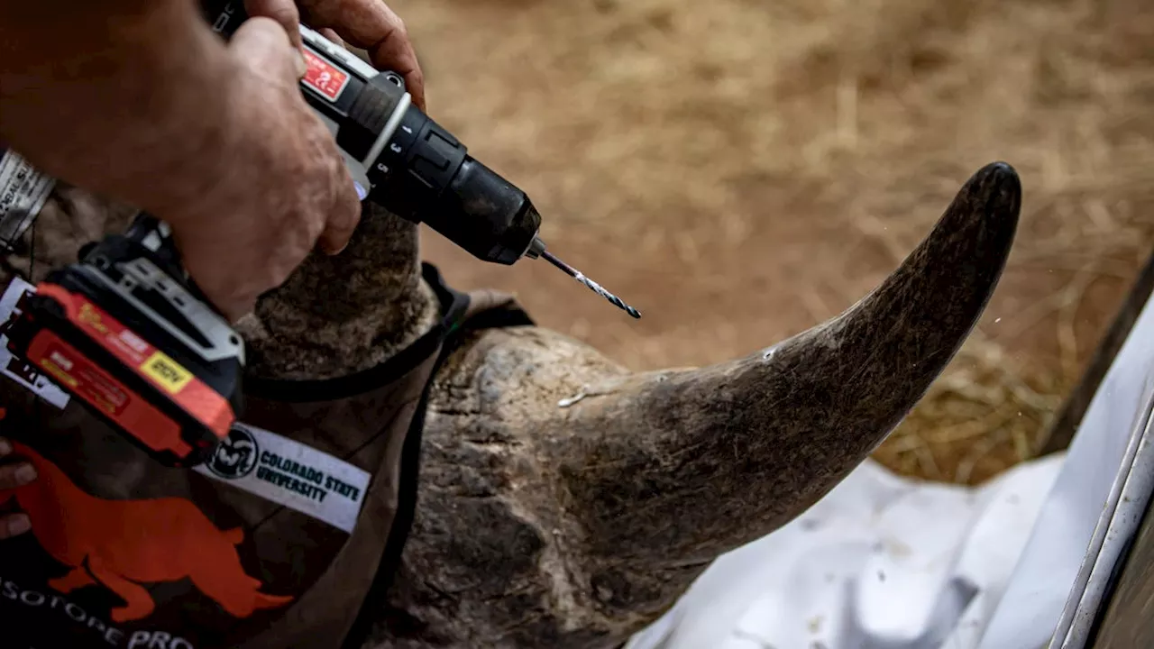 Scientists Inject Radioactive Material Into Live Rhino Horns Making Them Poisonous to Humans